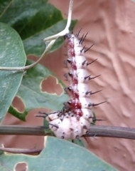 Heliconius charithonia