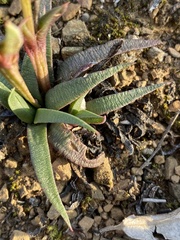 Bergeranthus multiceps