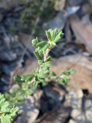 Xanthosia tridentata