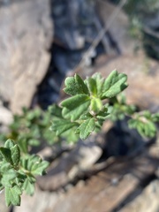 Xanthosia tridentata