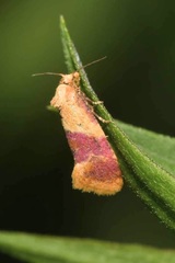 Diceratura ostrinana