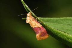 Diceratura ostrinana