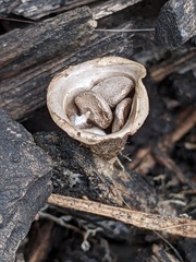 Cyathus olla