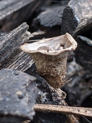 Cyathus olla