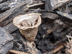 Cyathus olla