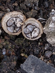 Cyathus olla