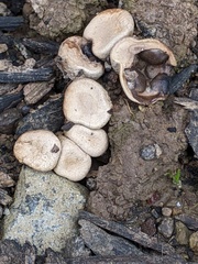 Cyathus olla