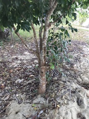 Xylocarpus granatum