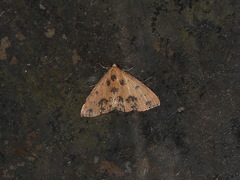 Corgatha semipardata