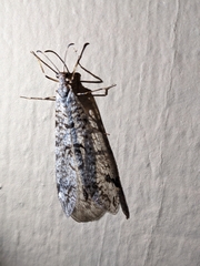 Dendroleon speciosus