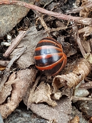 Glomeris transalpina