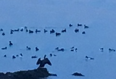 Melanitta perspicillata