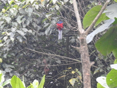 Apaloderma vittatum