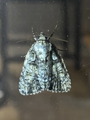 Acronicta modica