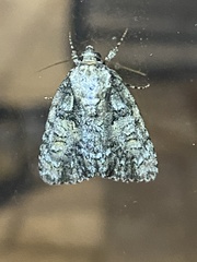 Acronicta modica
