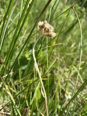 Antennaria corymbosa