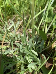 Antennaria corymbosa