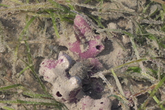Callyspongia siphonella