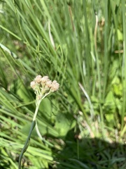 Antennaria corymbosa