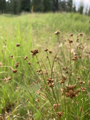 Juncus confusus