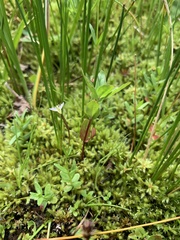 Epilobium oregonense