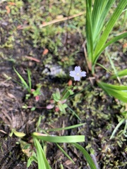 Epilobium oregonense