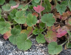 Heuchera hirsutissima