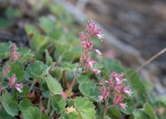 Heuchera hirsutissima