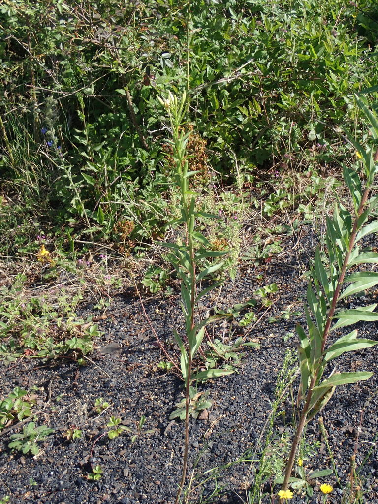 Oenothera subterminalis