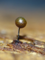 Elaeomyxa reticulospora