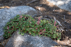 Heuchera hirsutissima