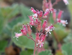 Heuchera hirsutissima