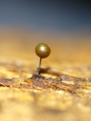 Elaeomyxa reticulospora