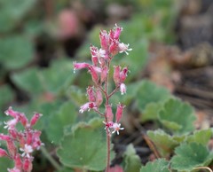 Heuchera hirsutissima