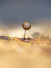 Elaeomyxa reticulospora