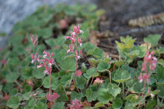 Heuchera hirsutissima