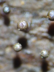 Elaeomyxa reticulospora