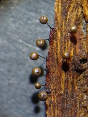 Elaeomyxa reticulospora