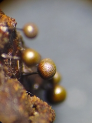 Elaeomyxa reticulospora