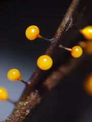 Elaeomyxa reticulospora