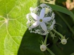 Trichosanthes cucumerina