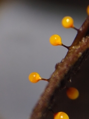 Elaeomyxa reticulospora