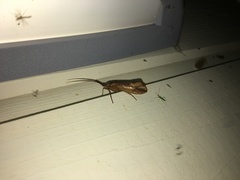 Nemotaulius punctatolineatus