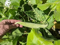 Trichosanthes cucumerina