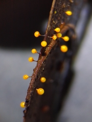 Elaeomyxa reticulospora