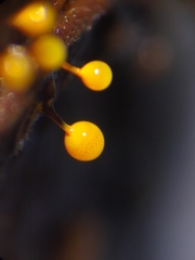 Elaeomyxa reticulospora