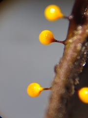 Elaeomyxa reticulospora