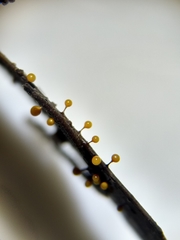 Elaeomyxa reticulospora
