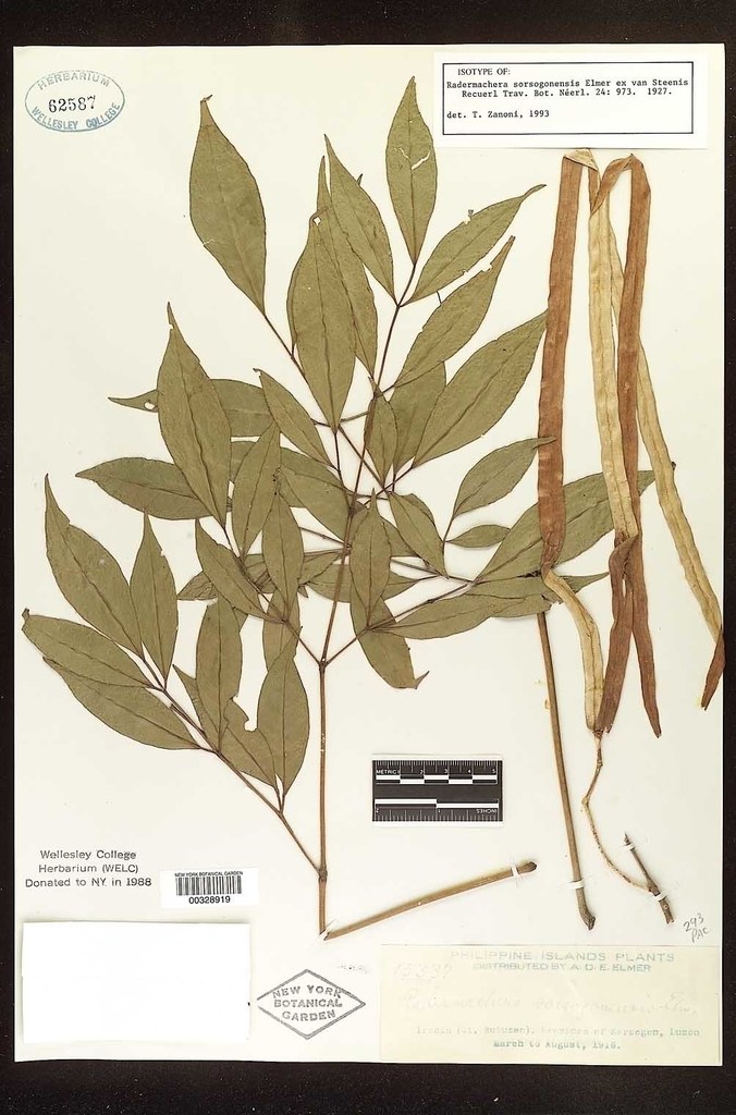 Radermachera quadripinnata