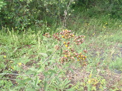 Pentanema squarrosum